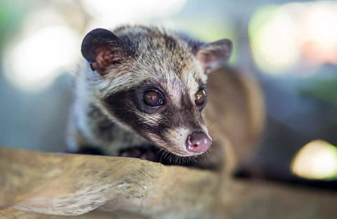 Kopi Luwak: Origins, Production, Culture & Ethical Insights 2026 - Hessian Coffee & Vending